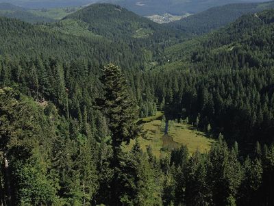 Aufnahme aus der Vogelperspektive von dichten, grünen Wald 