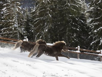 Zwei Ponys galoppieren über eine Koppel mit Tiefschnee