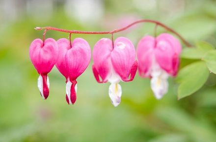 Detailaufnahme von pinken Blüten an einem Zweig
