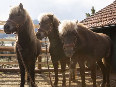 Drei Ponys des Bareiss Streichzoos stehen im Gehege