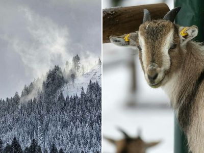 Ein geteiltes Bild auf dem man links einen verschneiten Wald und auf rechten Seite eine Ziege sieht
