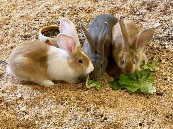 Drei Kanninchen des Bareiss Streichelzoos essen Salatblätter