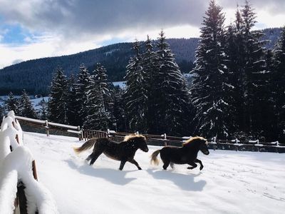 Zwei Pferde galoppieren durch die schneebedeckte Landschaft in Baiersbronn