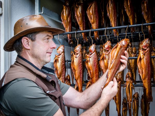 Aufnahme des Fischwirtes Richard Eifler beim Aufhängen von Fischen an Haken