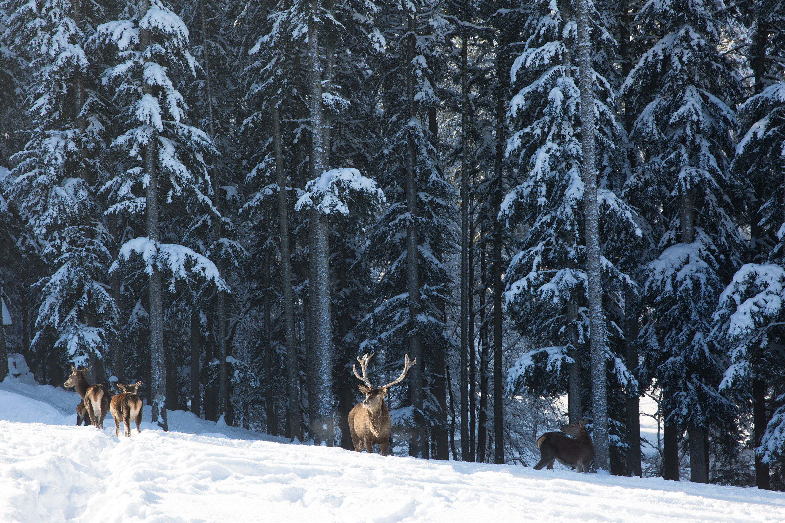 Aufnahme einer schneebedeckten Lichtung mit Rehen und Hirschen